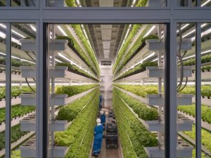 How vertical farming is reshaping sustainable agriculture